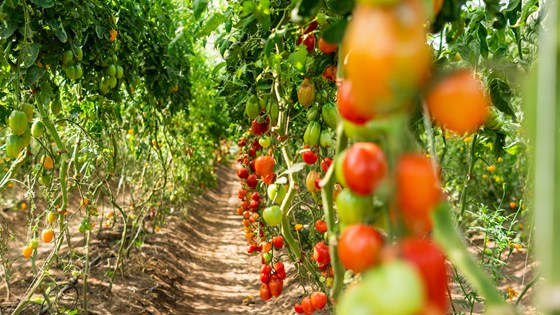 Välj ekologiska tomater i säsong