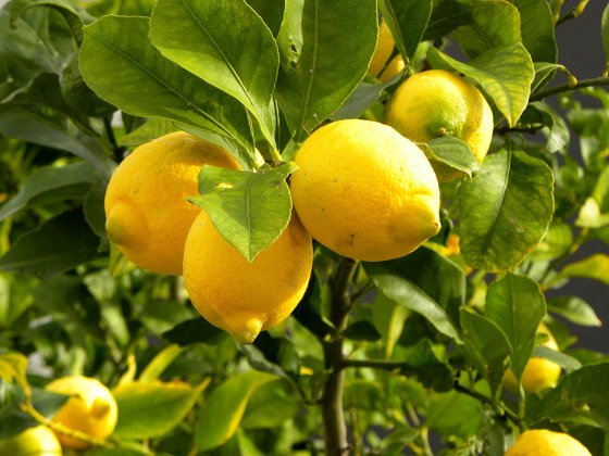 Citroner på träd