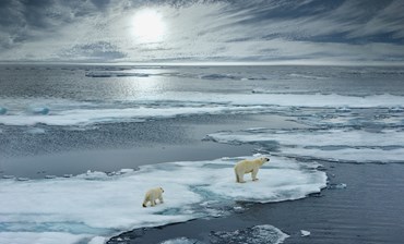 Två isbjörnar på smältande isar