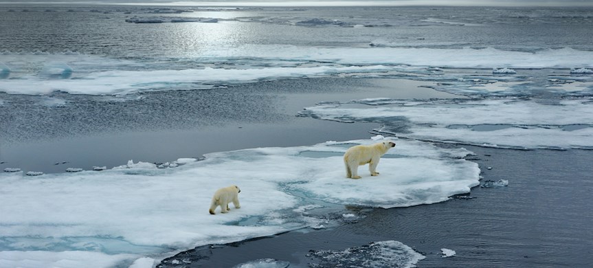 Två isbjörnar på smältande isar