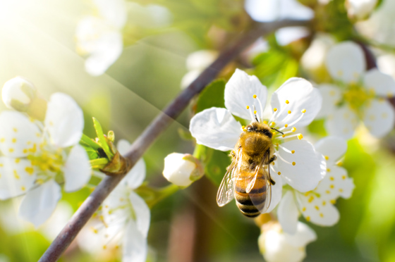 Bi pollinerar blomträd