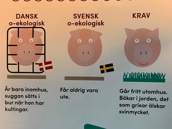 Illustration ur elevmagasinet visar skillnaden på ekologiska och oekologiska grisar