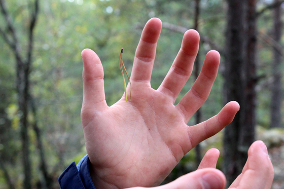 Händer famnar efter magiskt flygande tallbarr,