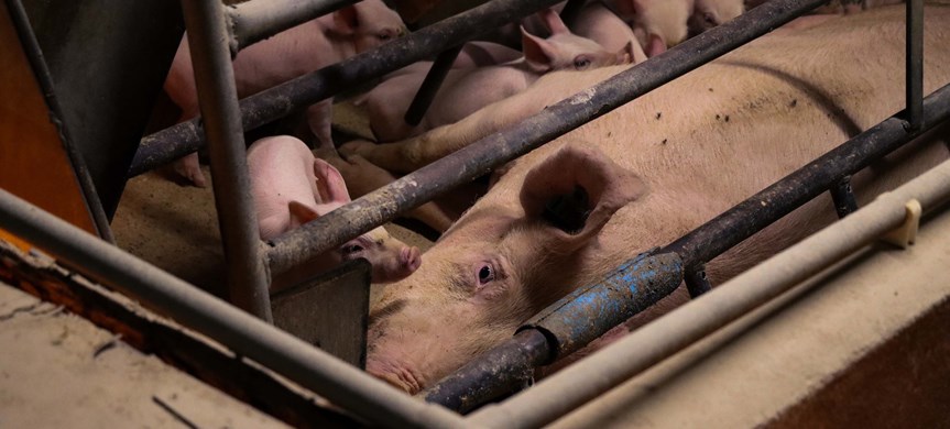 Bild på grisar som står trångt i burar.