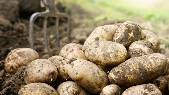 Potatis i jord
